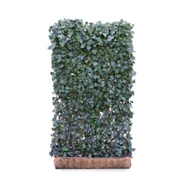 Ivy screen (Hedera helix 'Woerner') 220cm high 120cm wide 